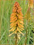 Kniphofia &#39;Tawny King&#39;