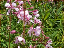 Epilobium angustifolium &#39;Stahl Rose&#39;