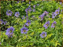 Geranium 'Blue Sunrise'