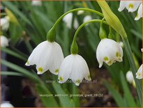 Leucojum aestivum &#39;Gravetye Giant&#39;