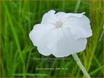 Lychnis coronaria 'Alba'