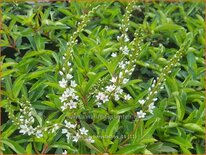 Lysimachia barystachys