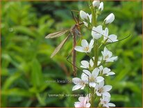 Lysimachia barystachys
