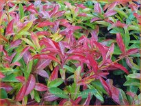 Lysimachia barystachys