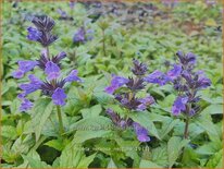 Nepeta nervosa 'Neptune'