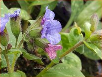Pulmonaria 'Smokey Blue'