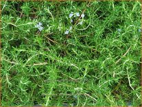 Rosmarinus officinalis &#39;Prostratus&#39;