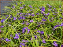Tradescantia 'Purewell Giant'