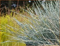 Festuca glauca 'Cool as Ice'