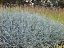 Festuca glauca 'Cool as Ice'