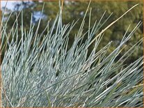 Festuca glauca 'Cool as Ice'