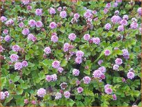 Persicaria runcinata &#39;Needham&#39;s Form&#39;