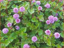 Persicaria runcinata &#39;Needham&#39;s Form&#39;