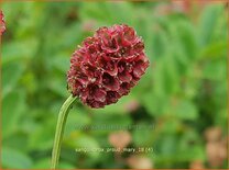 Sanguisorba 'Proud Mary'