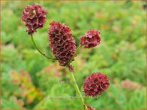 Sanguisorba 'Proud Mary'
