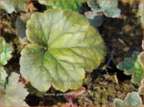 Tellima grandiflora &#39;Moorblut&#39;