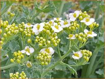 Crambe maritima &#39;Lilywhite&#39;