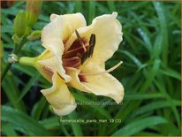 Hemerocallis 'Piano Man'