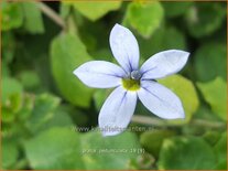Pratia pedunculata