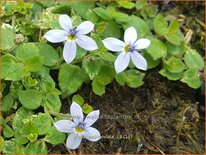 Pratia pedunculata