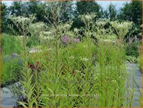 Aster umbellatus &#39;Weisser Schirm&#39;
