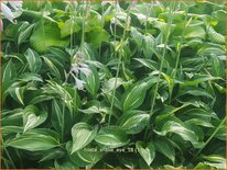 Hosta 'Snake Eyes'