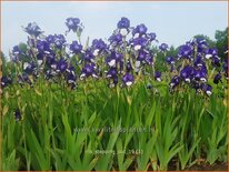 Iris germanica &#39;Stepping Out&#39;