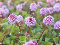 Persicaria runcinata &#39;Needham&#39;s Form&#39;