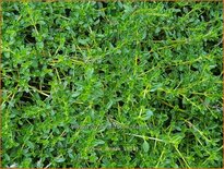 Thymus serpyllum 'Amadé'