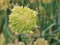 Allium obliquum