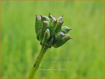 Trollius asiaticus