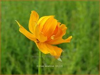 Trollius asiaticus