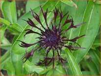 Centaurea montana 'Jordy'