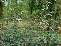 Actaea &#39;Queen of Sheba&#39;