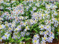 Aster cordifolius &#39;Photograph&#39;