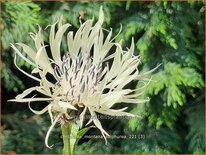Centaurea montana &#39;Sulphurea&#39;