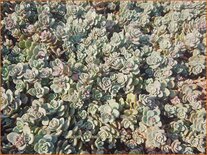 Sedum cyaneum 'Sachalin'