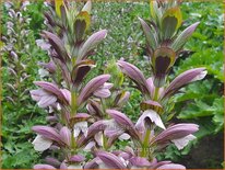 Acanthus 'Morning Candle'