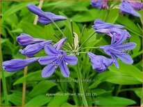 Agapanthus 'Brilliant Blue'