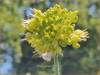 Allium obliquum