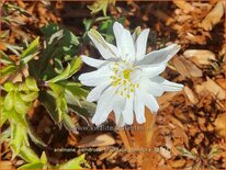 Anemone nemorosa &#39;Bracteata Pleniflora&#39;