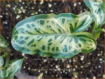 Arum italicum 'Marmoratum'