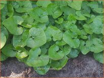 Asarum caudatum