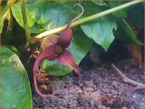 Asarum caudatum