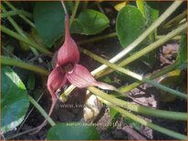 Asarum caudatum