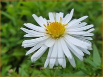 Aster 'Niobe'