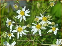 Aster umbellatus &#39;Weisser Schirm&#39;