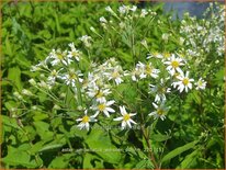 Aster umbellatus &#39;Weisser Schirm&#39;
