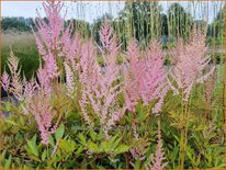 Astilbe 'Erika'
