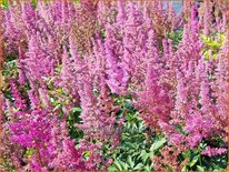 Astilbe 'Mainz'